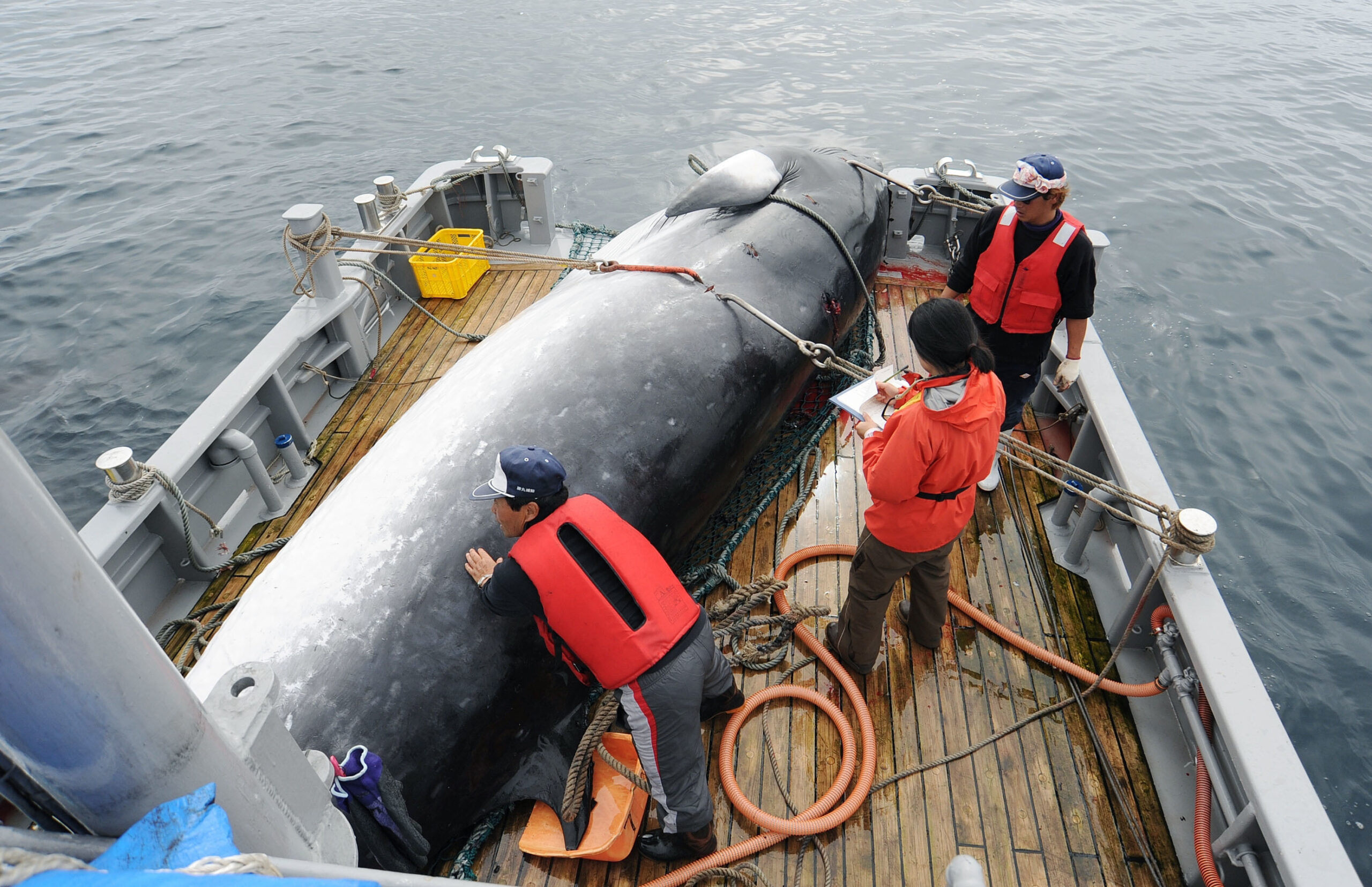 Zampe Il Giappone Lascia Liwc Per Riprendere La Caccia Alle Balene