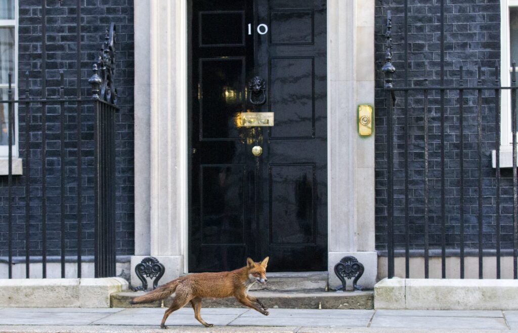 La volpe di Downing Street