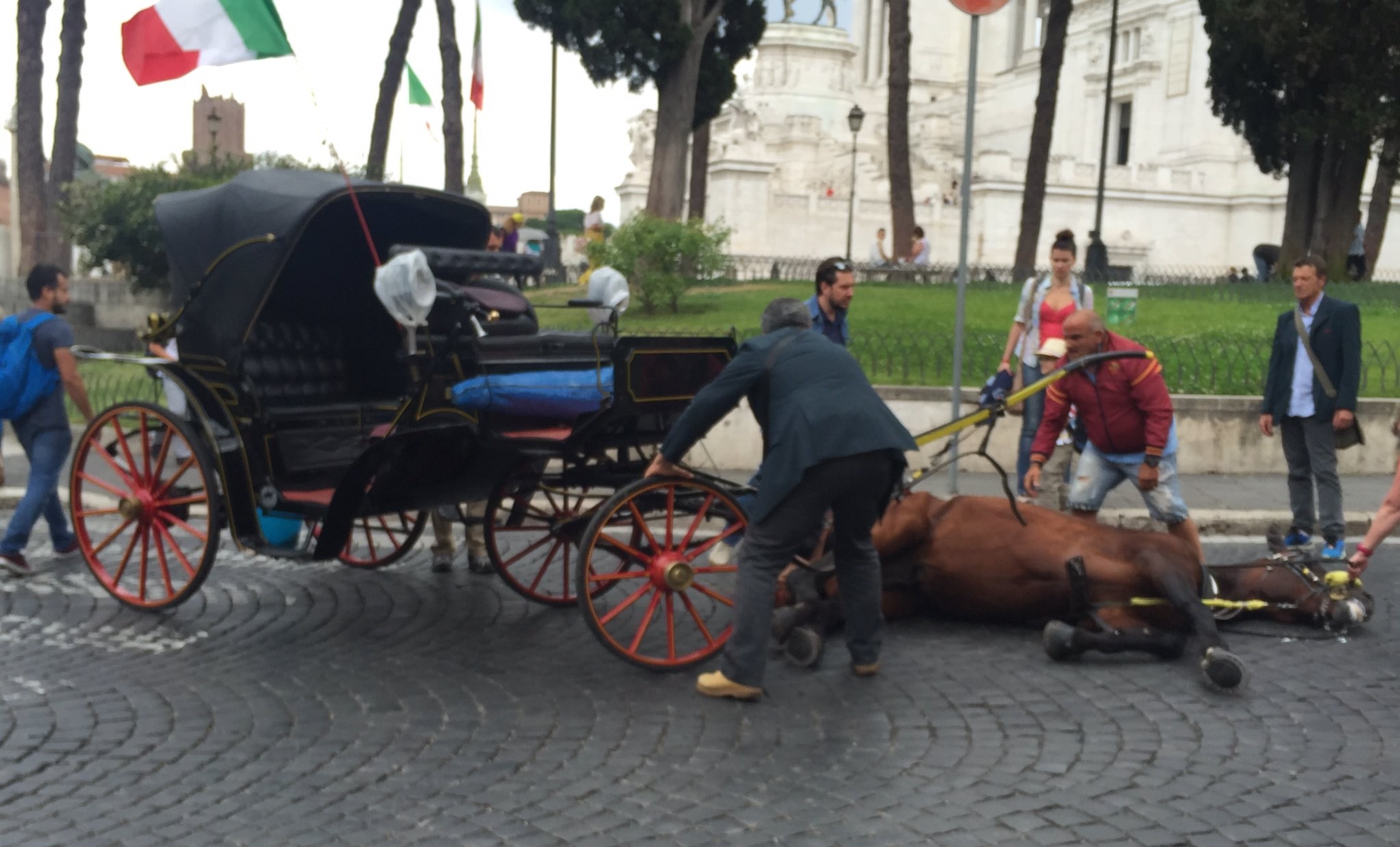 24zampe | Cavallo stramazza a terra nel traffico, a Roma si riaccende la polemica sulle botticelle