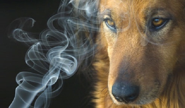 24zampe | “Il fumo passivo uccide anche cani e gatti”: dai veterinari un  motivo in più per smettere