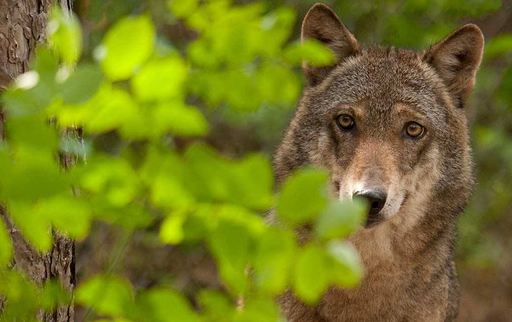 24zampe  Torna il lupo nel Parco del Circeo: vademecum per gli  escursionisti