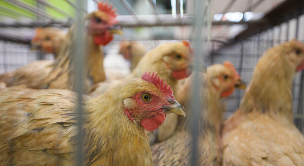 24zampe  1000 imprese alimentari alla Ue: basta gabbie per galline ovaiole
