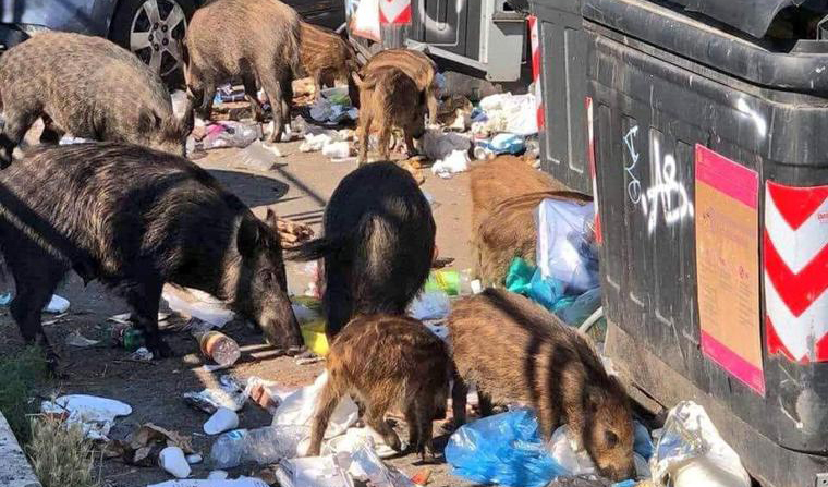 24zampe | Roma, cinghiali tra i rifiuti davanti a una scuola a Monte Mario