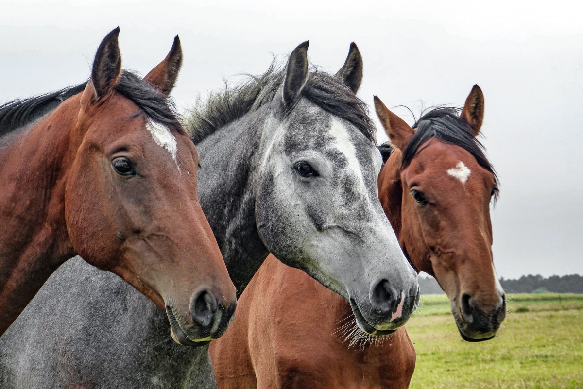 24zampe | Fieracavalli n. 120 è a Verona con 2.400 animali di 60 razze