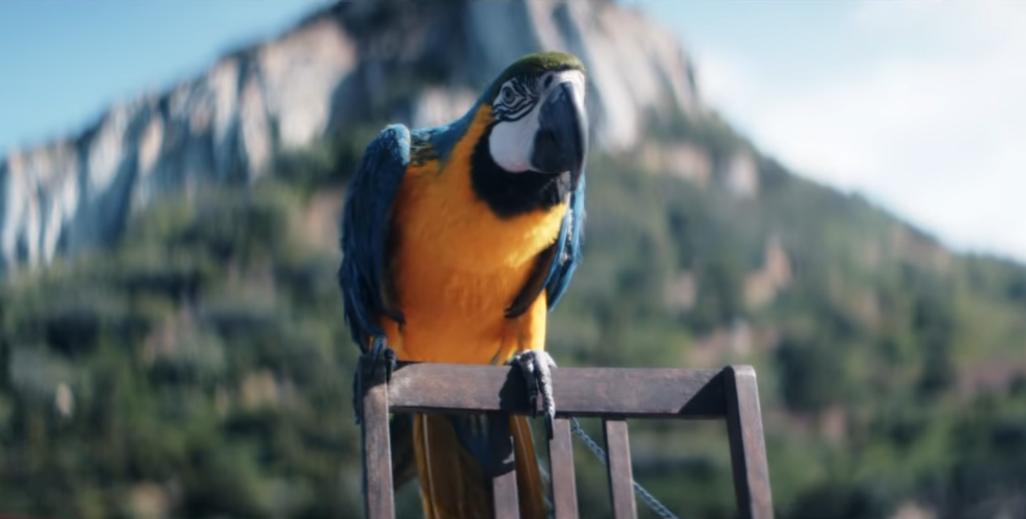 24zampe Il pappagallostar Antoneddu conteso in tribunale a Nuoro