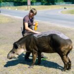TOPSHOT - Animal keeper Claudia Beck puts sun cream on the skin of South American tapir "Bambou" at the Serengeti-Park animal park in Hodenhagen near Hanover, northern Germany, where temperatures reached around 33 degrees Celsius on June 26, 2019. - Meteorologists blamed a blast of hot air from northern Africa for the heatwave early in the European summer, which could send thermometers above 40 degrees Celsius (104 Fahrenheit) in France, Spain and Greece on Thursday and Friday. (Photo by Mohssen Assanimoghaddam / dpa / AFP) / Germany OUT