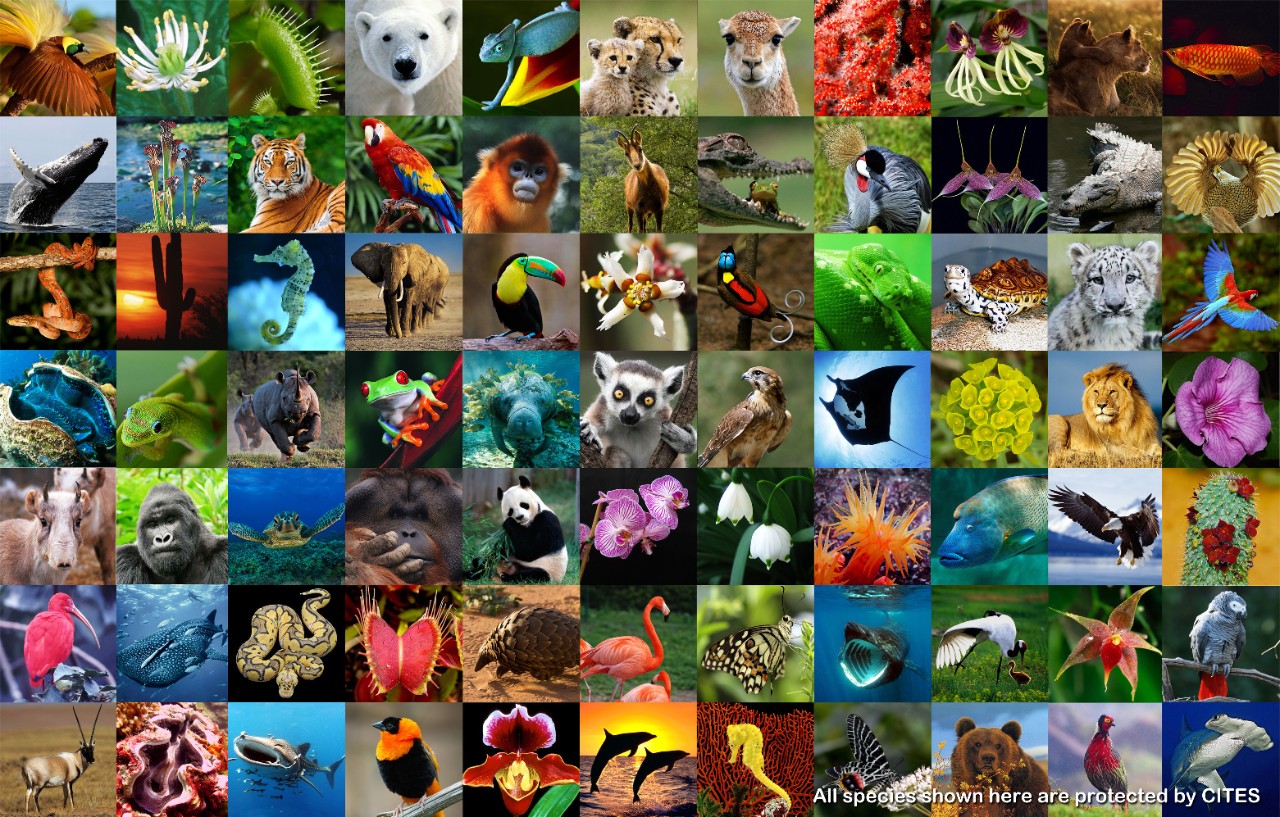 24zampe Biodiversit 1 Specie Animale E Vegetale Su 4 Rischia L 24zampe Biodiversit 1 Specie Animale E Vegetale Su 4 Rischia L