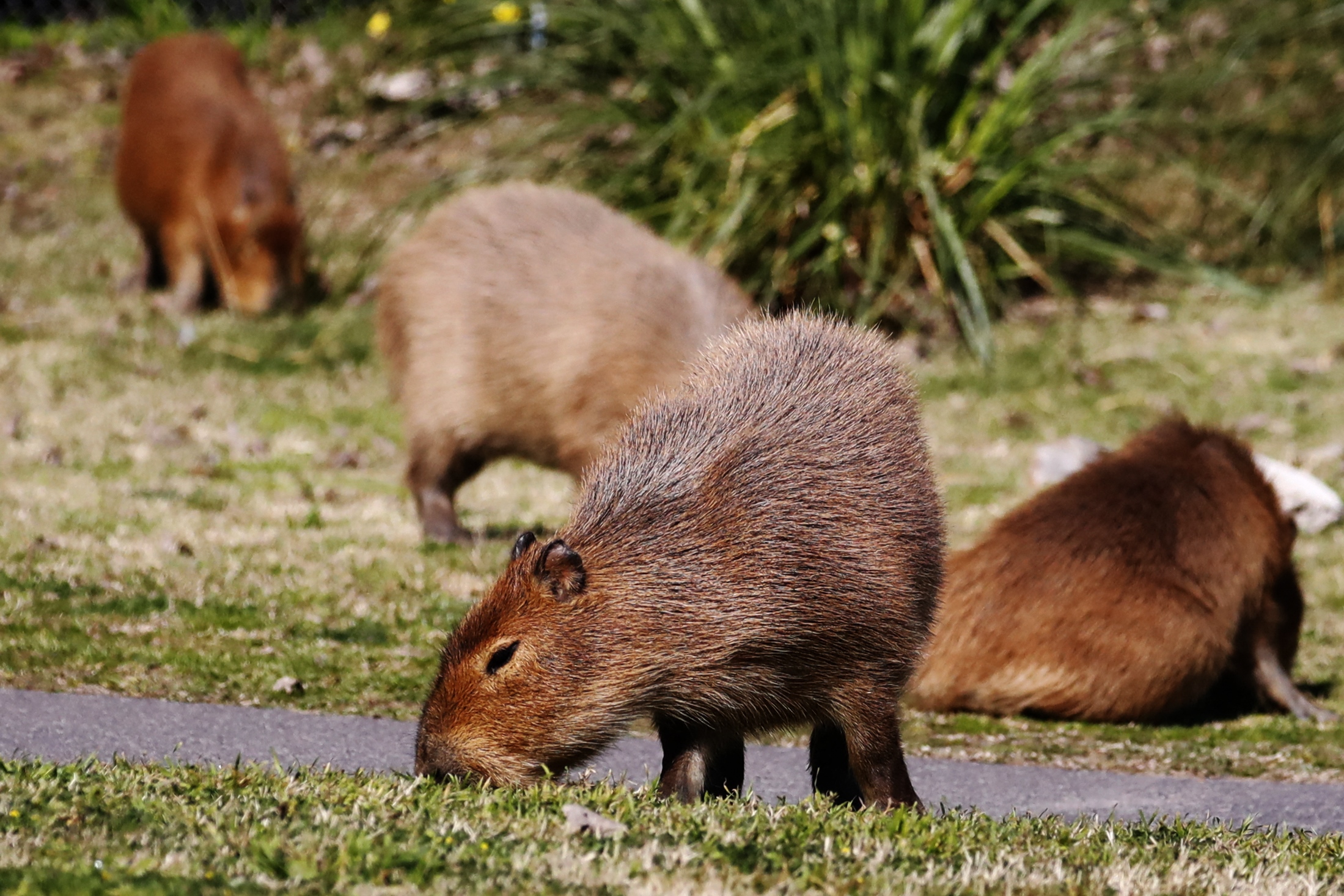 Dove È Un Capibara Da - Resi Gratuiti Entro 90 Giorni - Temu Italy