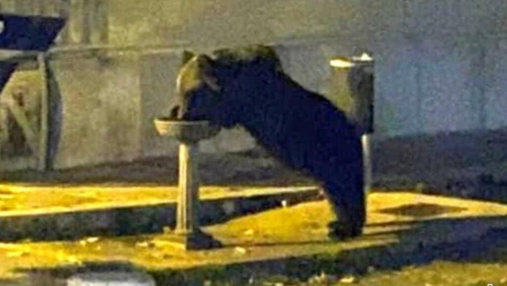 24zampe | Ritorno in natura: l'orso Juan Carrito liberato sulla Maiella