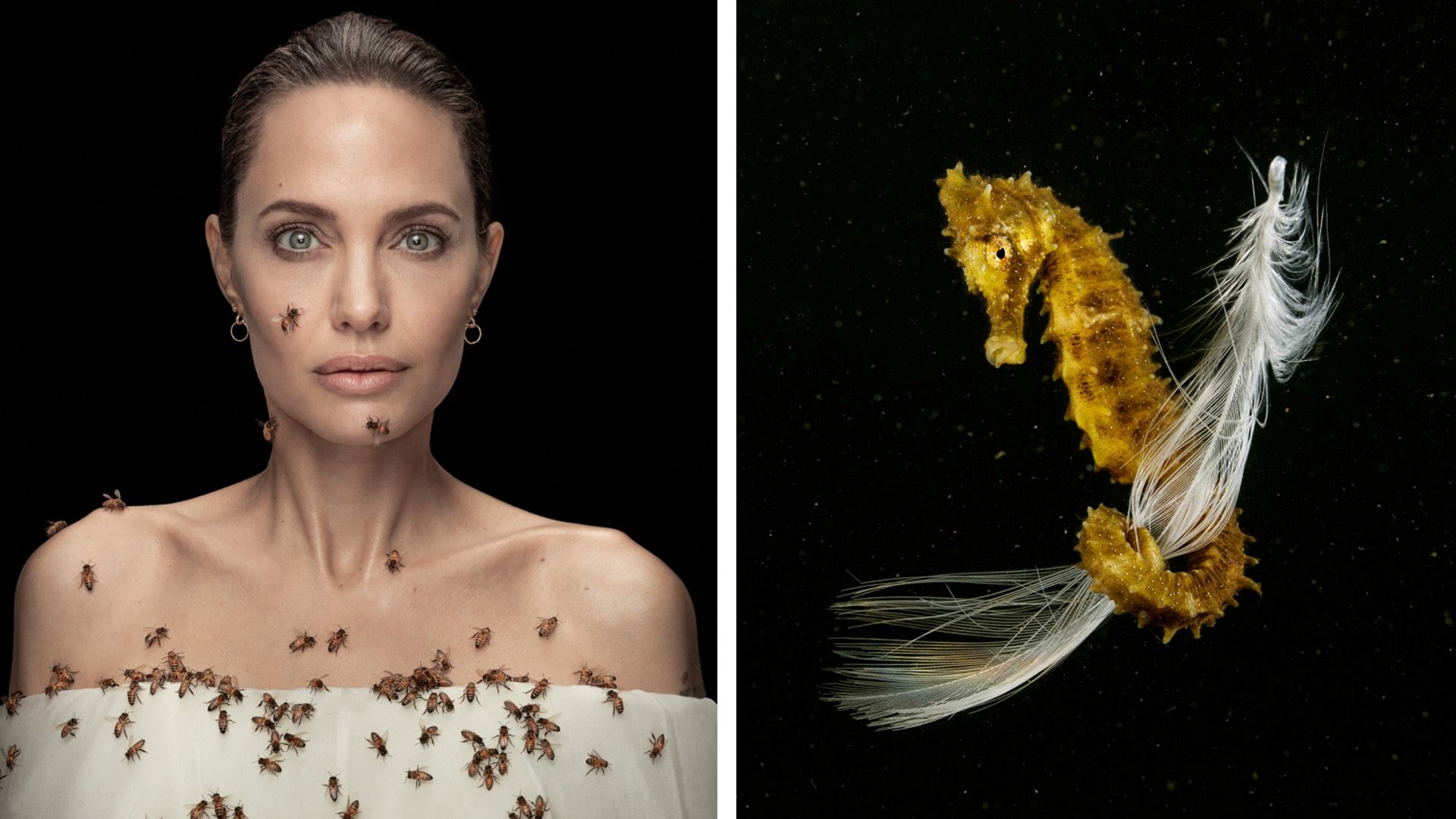 Api Angelia 24zampe | “Angelina Jolie e le api” e gli altri scatti bestiali ...