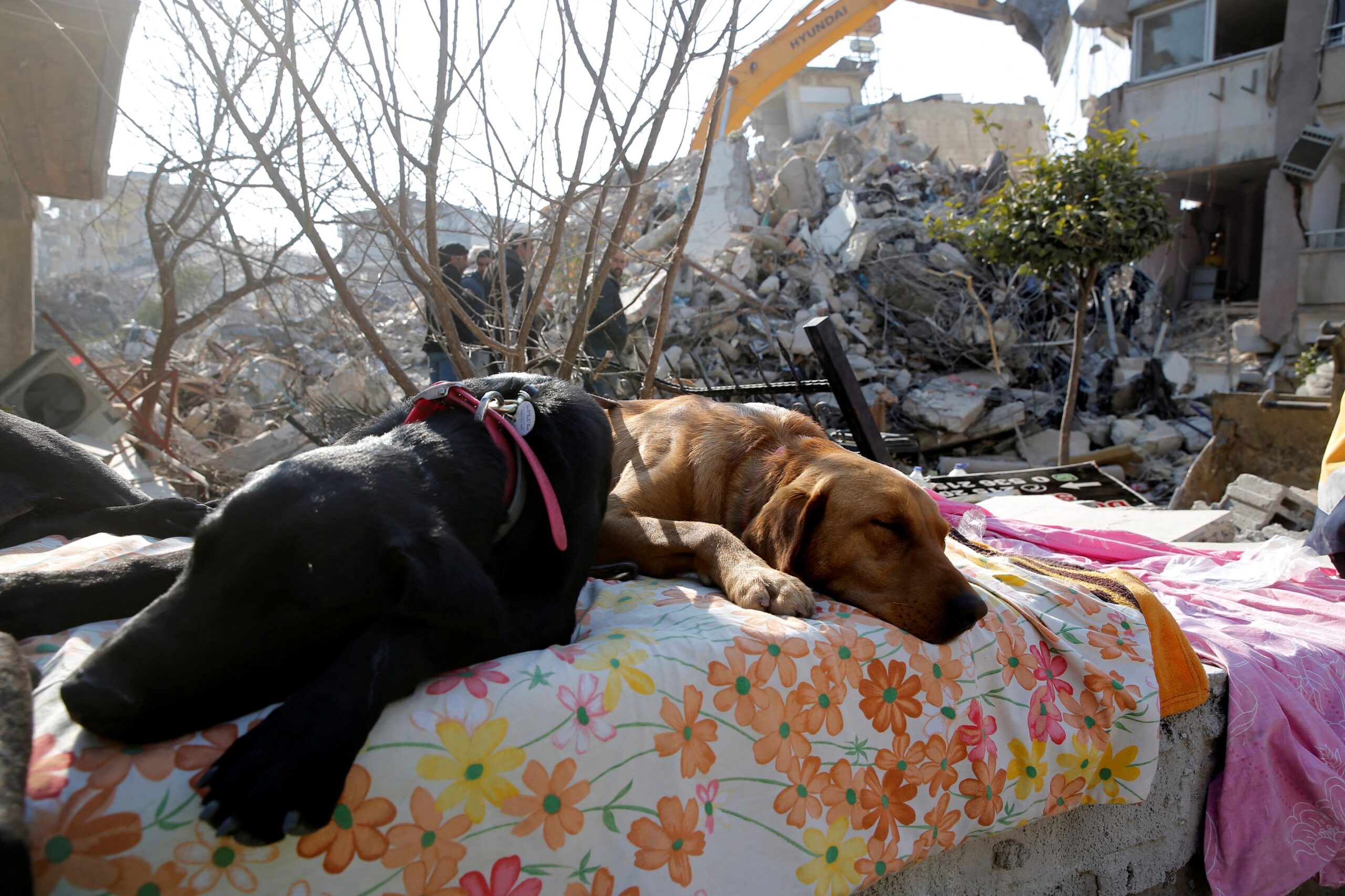 24zampe | Terremoto, storie di cani da ricerca: Kopuk salva 6 persone,  Proteo morto tra le macerie