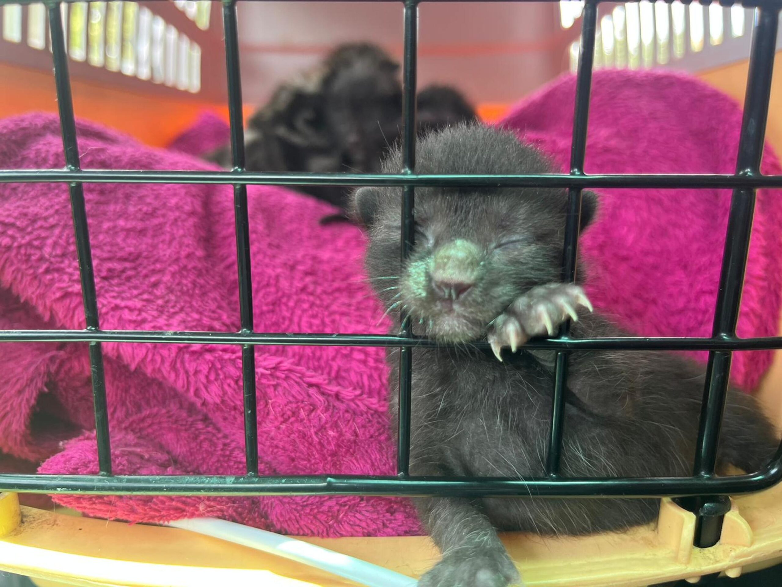 Foto notizia – Una trappola per gatti a Senigallia in zona