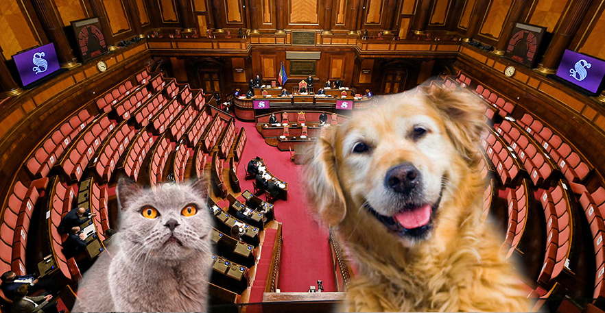 24zampe | Il Senato valuta l'ipotesi di dare l'accesso a cani e gatti  durante i lavori