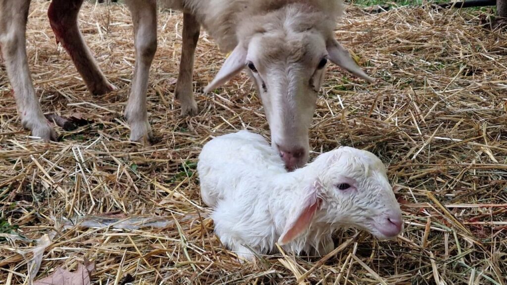 Arezzo nasce un agnellino nel presepe vivente corsa all 24zampe