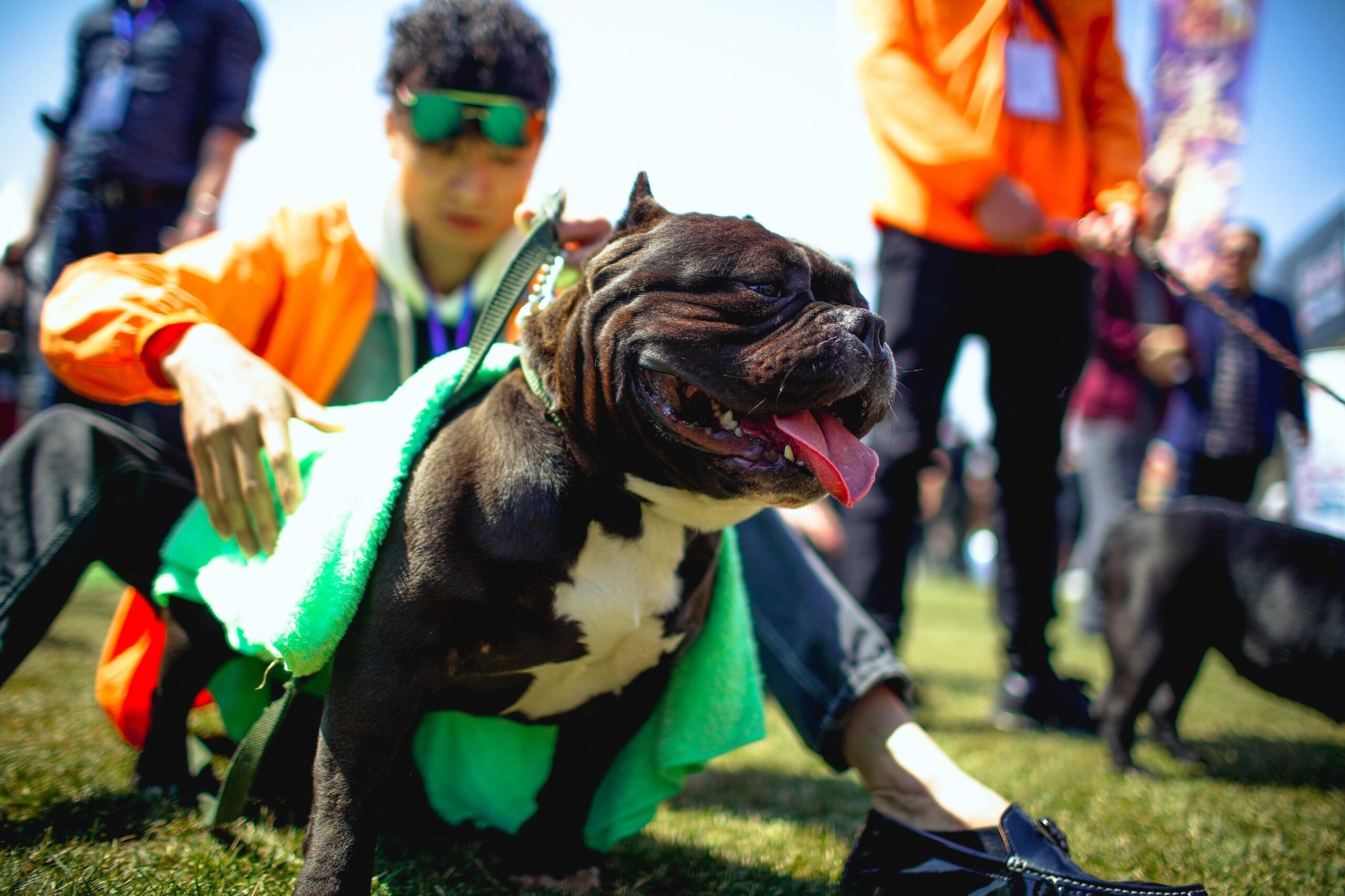 24zampe | Inghilterra E Galles, Da Domani Vietati I Cani American Bully