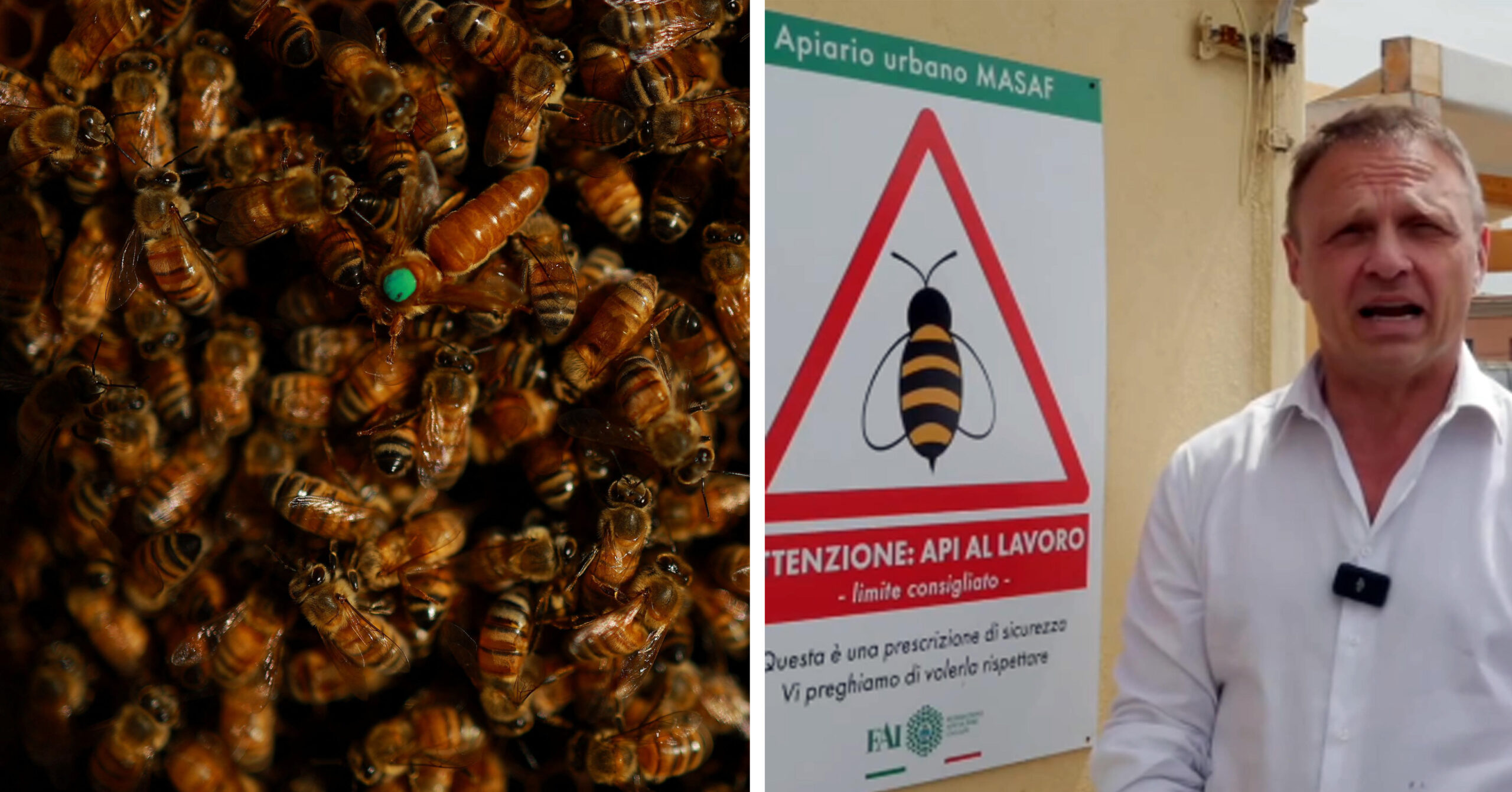 Api Roma 24zampe | Roma, vespe sterminano le api sul tetto del ministero. Presto ...