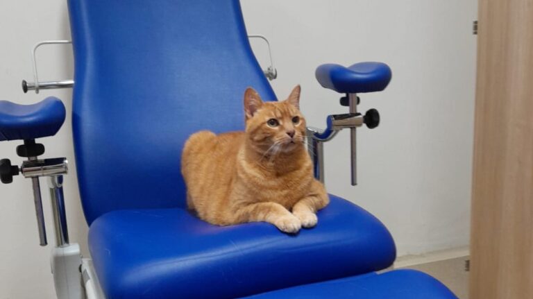24zampe | Pitagora è il primo gatto da pet therapy all’ospedale ...