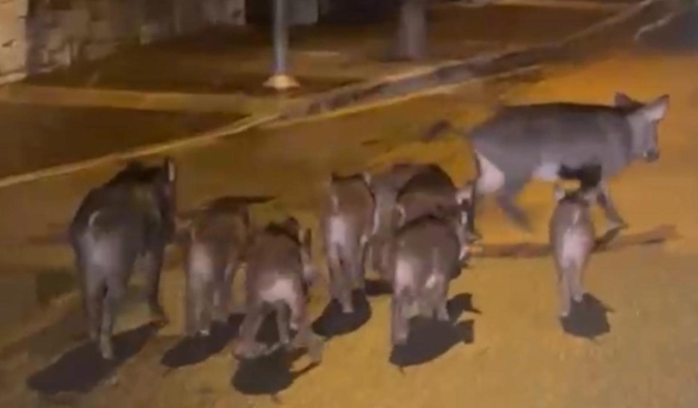La Polizia provinciale di Verona cattura 18 cinghiali sul lago di Garda